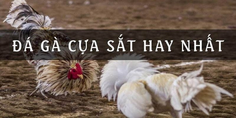 Tìm hiểu đá gà cựa sắt