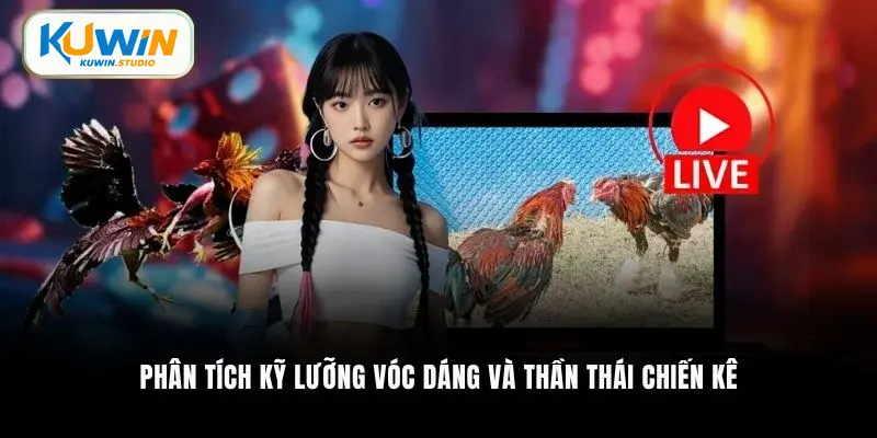 Phân tích kỹ lưỡng vóc dáng và thần thái chiến kê